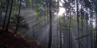 Wald mit Sonnenstrahlen