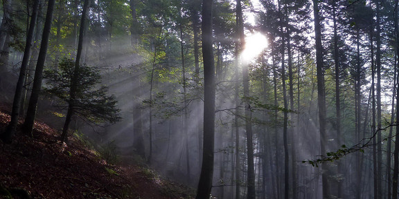 Wald mit Sonnenstrahlen